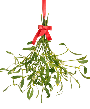 The Bunch of Health and Beauty Benefits in Mistletoe